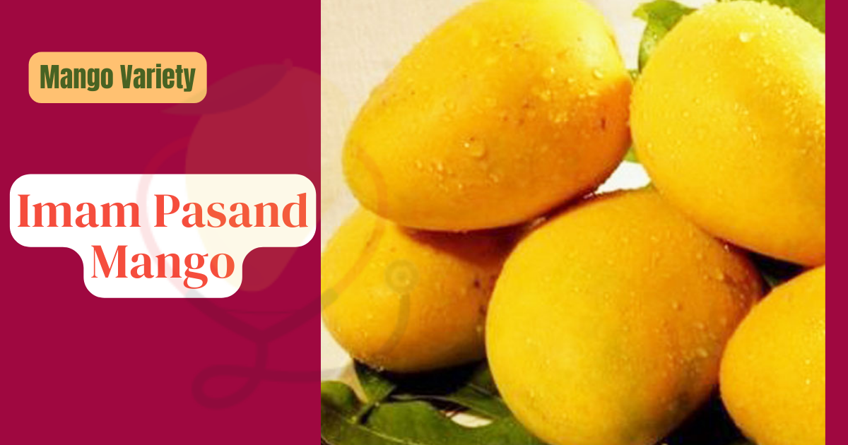 Image showing the Imam Pasand Mango