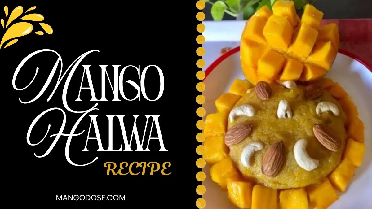 Mango Halwa Recipe made with ripe mangoes and garnished with nuts