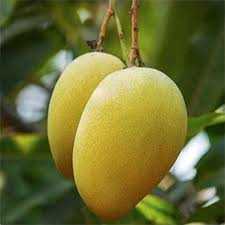 image showing dusehri mango type