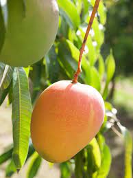 image showing honey gold mango type