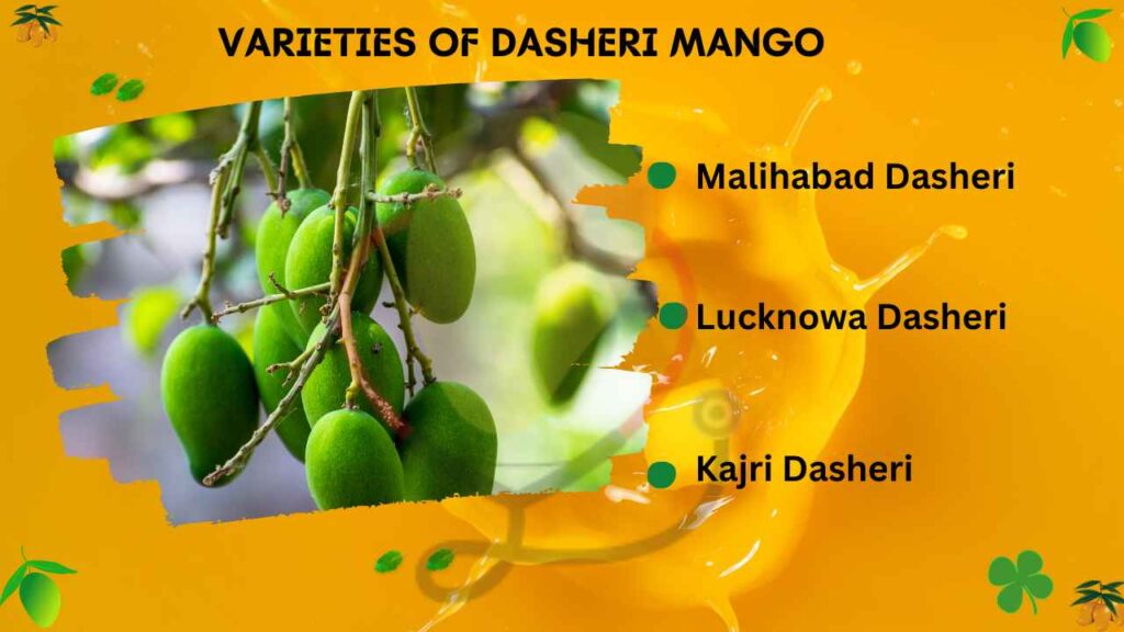 image showing Varieties of dasheri mango