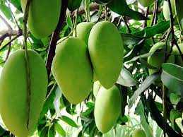 image showing langra mango type