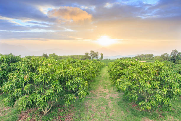 image showing farming and cultivation of Dasheri mango