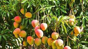 image showing Amrapali Mangoes