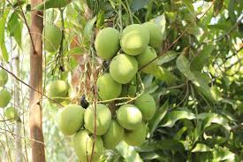 image showing Mankurad Mangoes