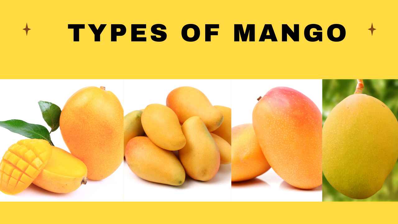 image showing types of mango