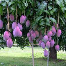 image showing palmer mango type