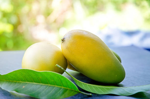 Image showing mango for constipation