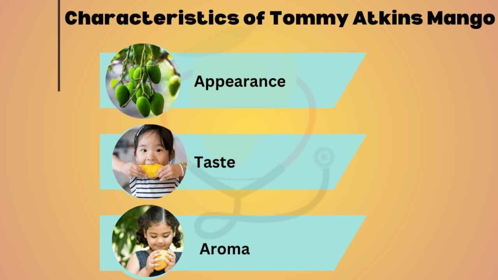Image showing Characteristics of Tommy Atkins Mango