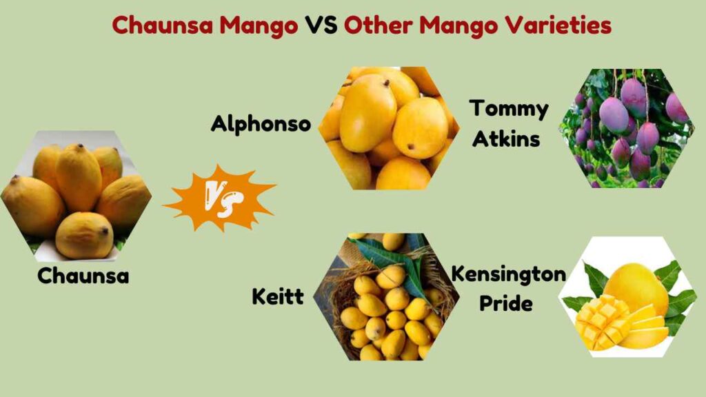 Image showing Chaunsa mango VS Other Mango varieties