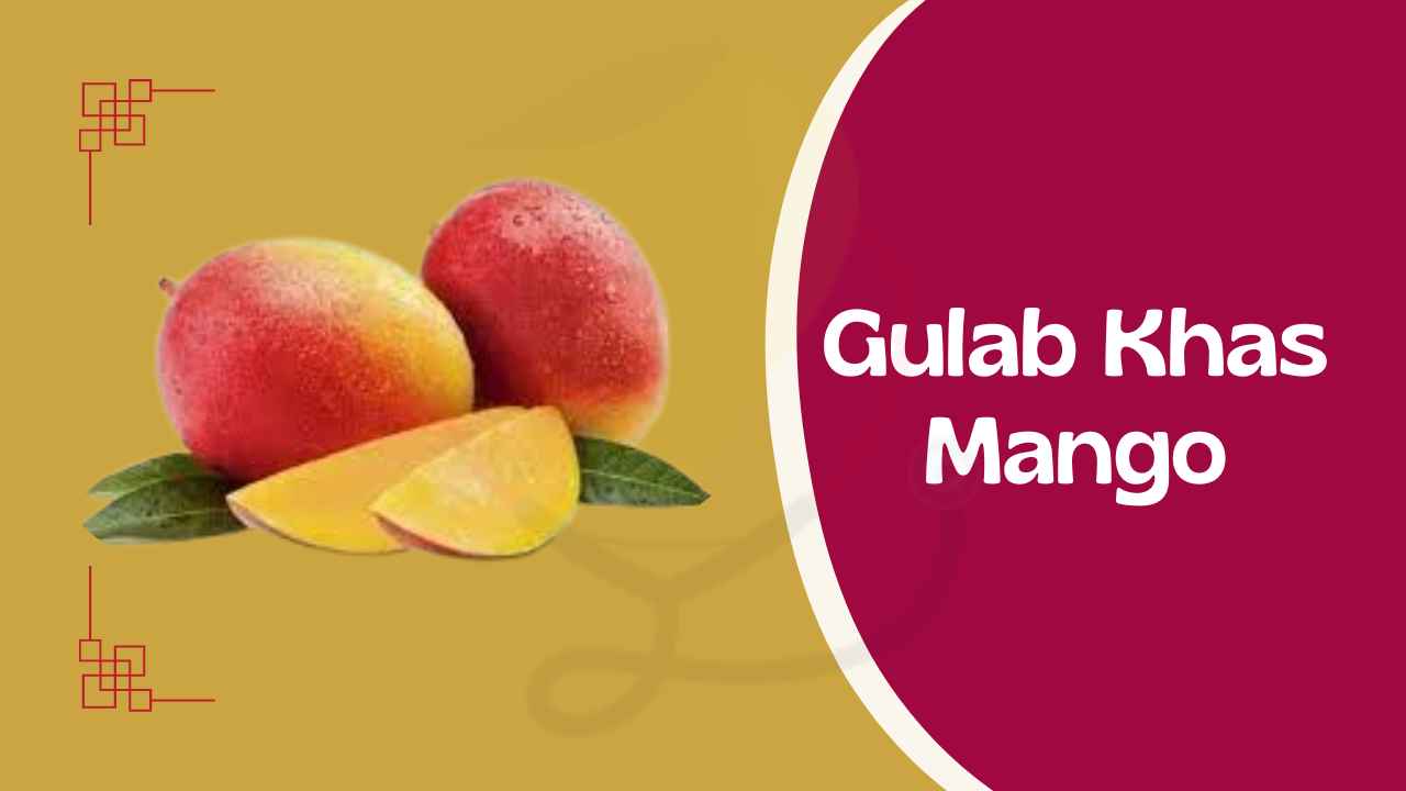 Image showing Gulab Khas Mango- Variety of Mango