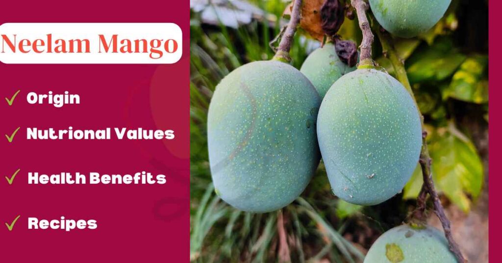 Neelam Mango-Origin, Cultivation, Nutrition, Benefits & Delicious ...