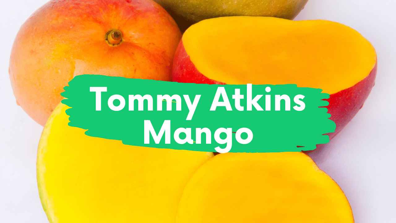 Image showing Tommy Atkins Mango
