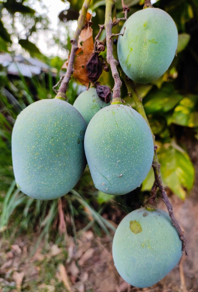 Image showing Neelam Mango-Variety of Mango