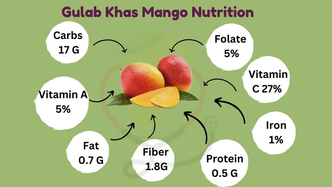 Gulab Khas Mango Origin, Nutrition, Uses & Amazing Benefits Mango Dose
