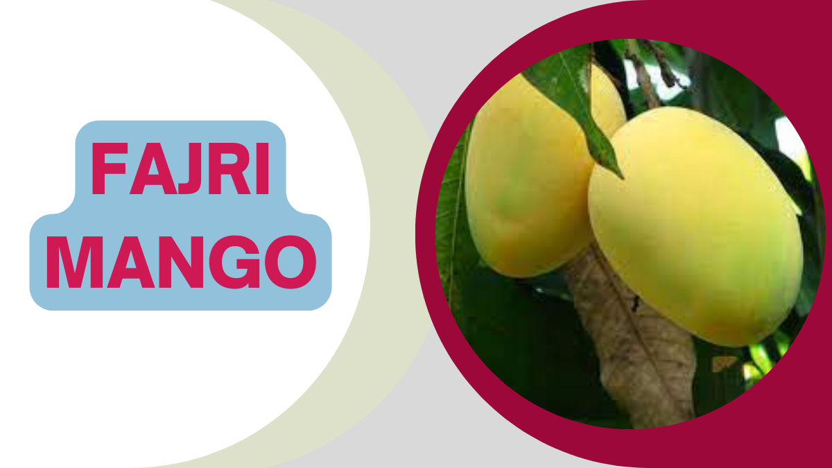 Image showing Fajri mango