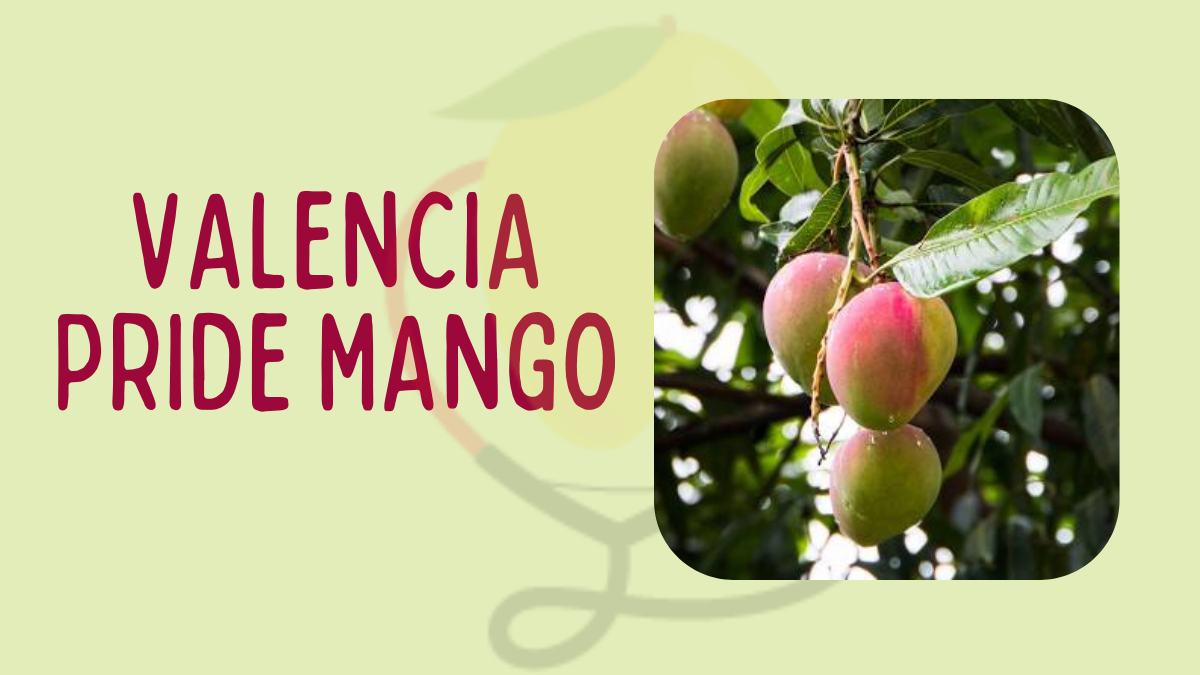 Image showing Valencia Pride Mango