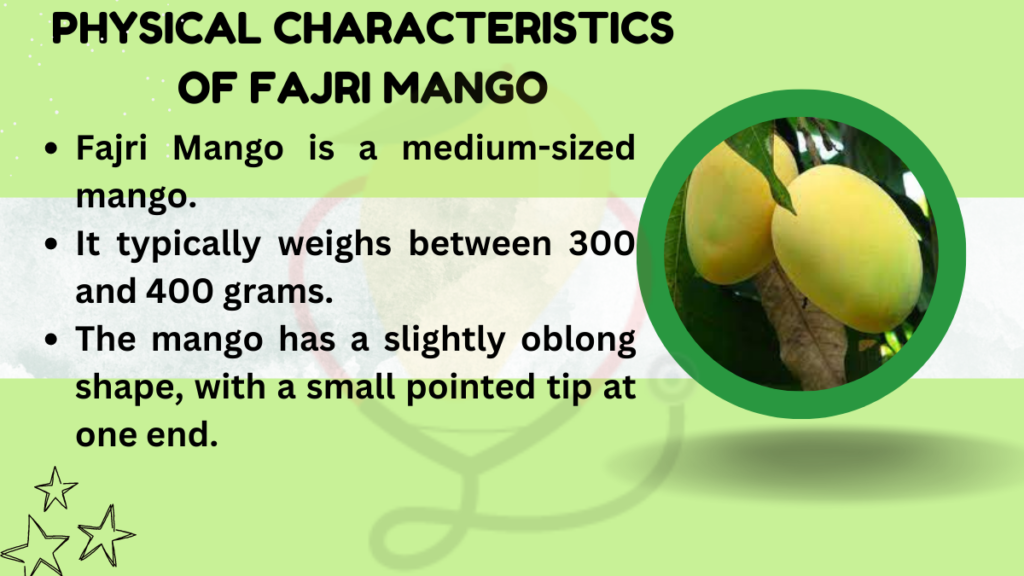 Image showing Physical Characteristics of Fajri Mango