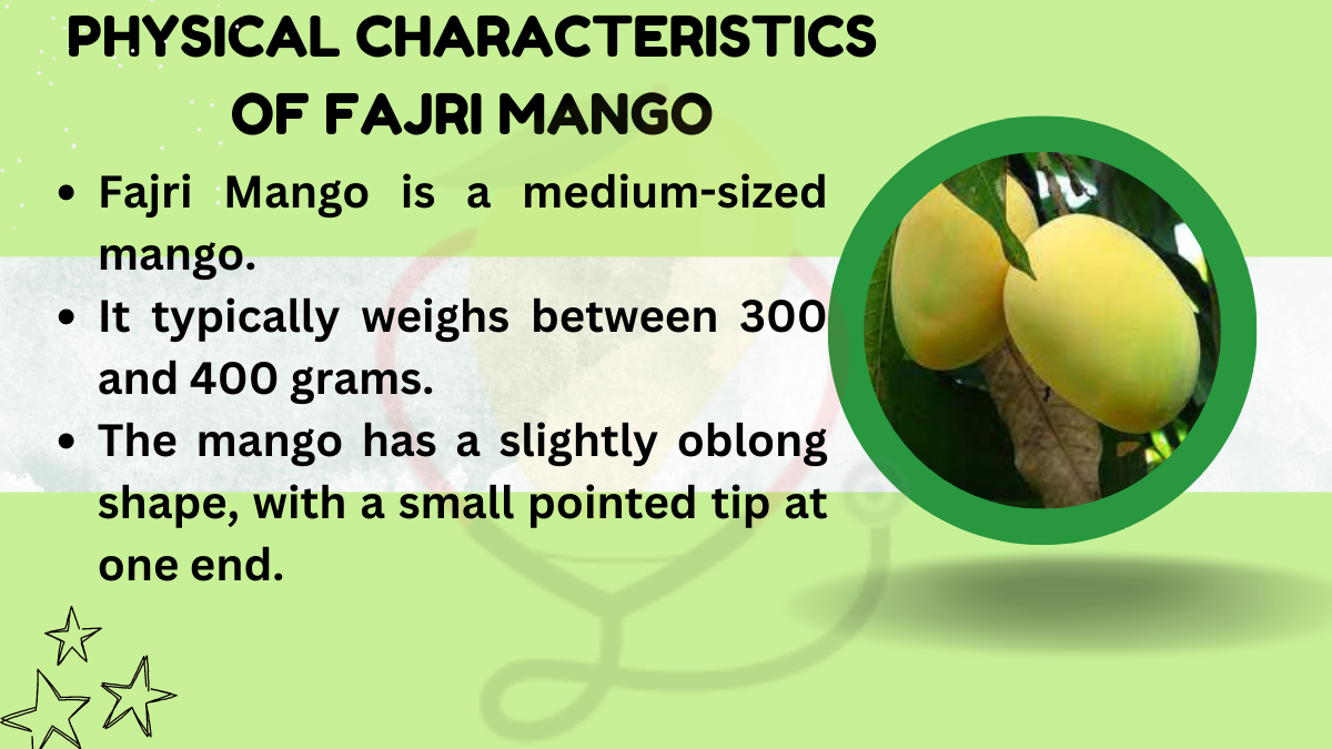 Fajri Mango-Characteristics, Nutrition, Benefits & Uses - Mango Dose