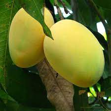 Image showing Mango Prevents Heat Stroke