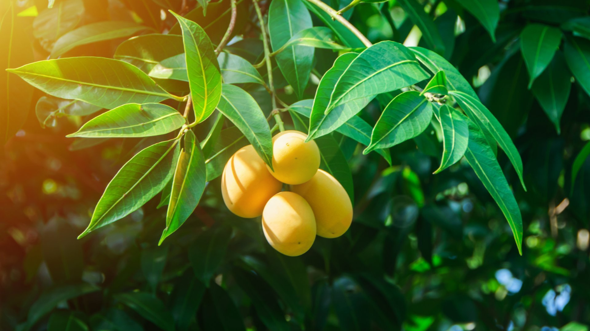 Image showing the Ataulfo Mango- Variety of Mango