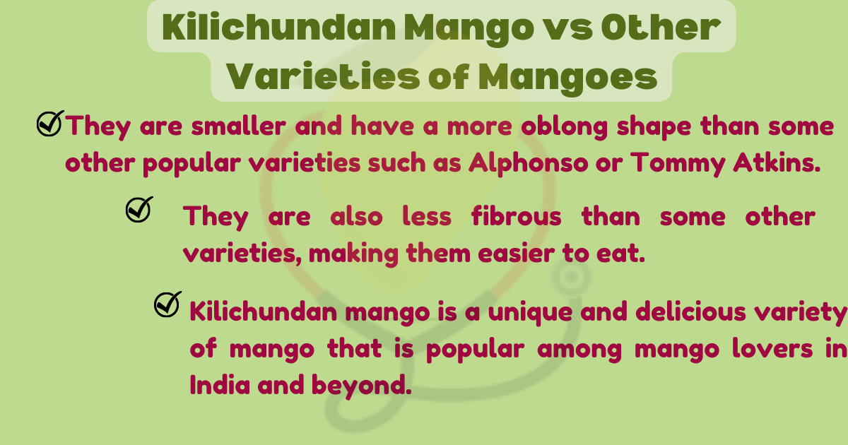 Image showing the Kilichundan Mango vs Other Varieties of Mangoes