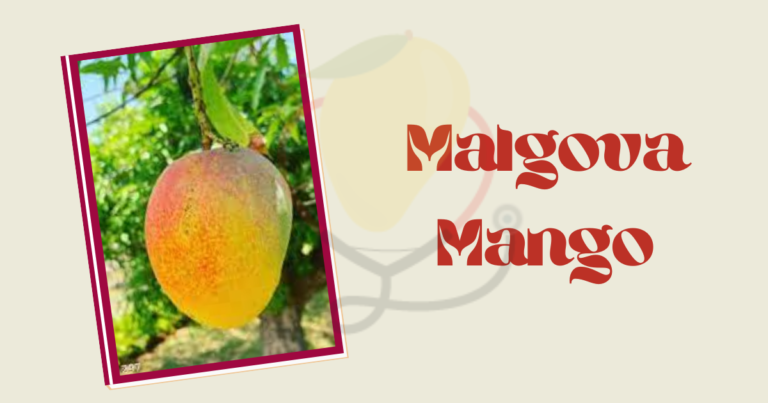 Malgova Mango-Origin, Characteristics, Nutrition, Benefits & Delicious