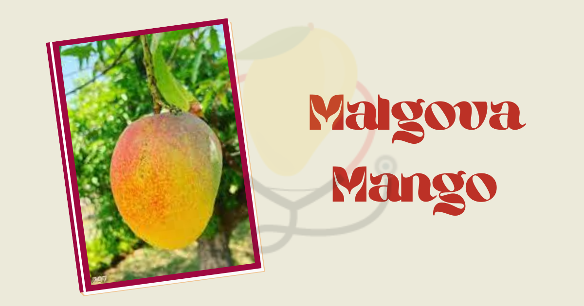 Image showing the Malgova Mango