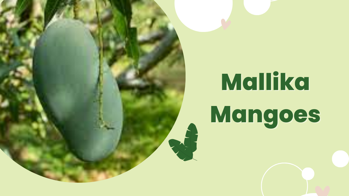 Image showing the Mallika Mangoes- Variety of mango