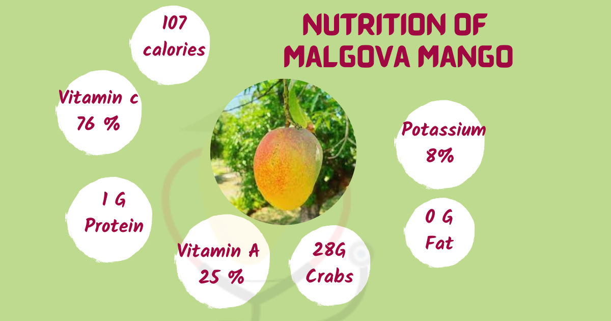 Image showing the Nutritional Values of Malgova Mango