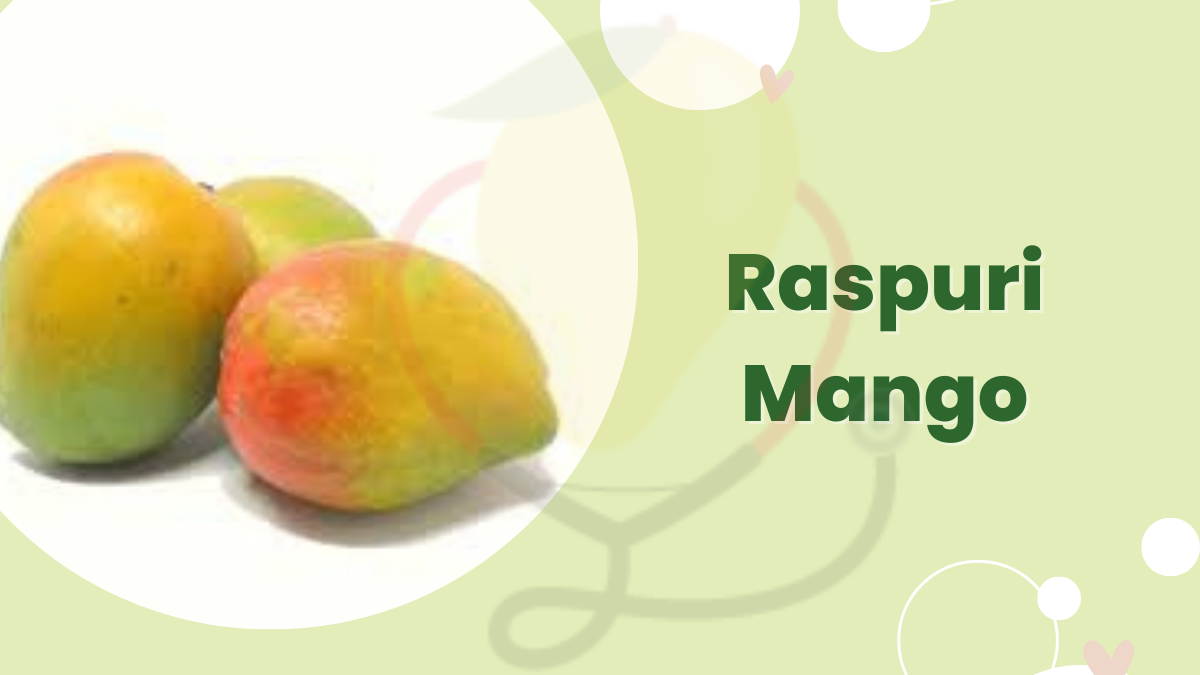 Image showing the Raspuri Mango-Variety of Mango