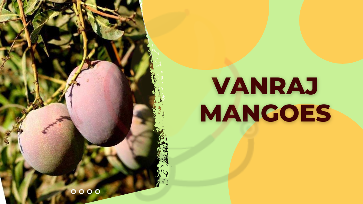 Image showing the Vanraj Mangoes