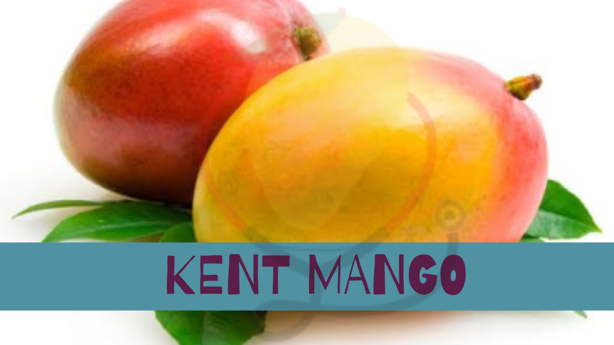 Image showing the Kent Mango