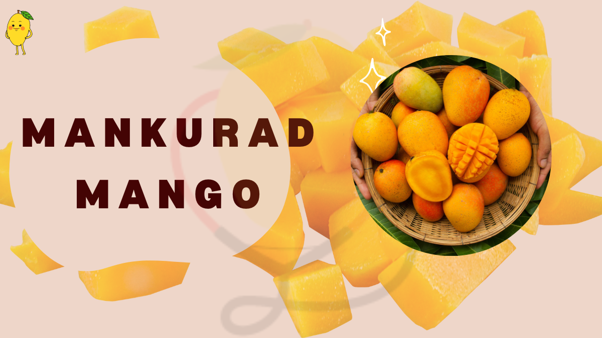 Image showing the Mankurad Mangoes