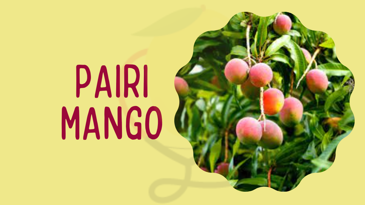 Image of pairi mango