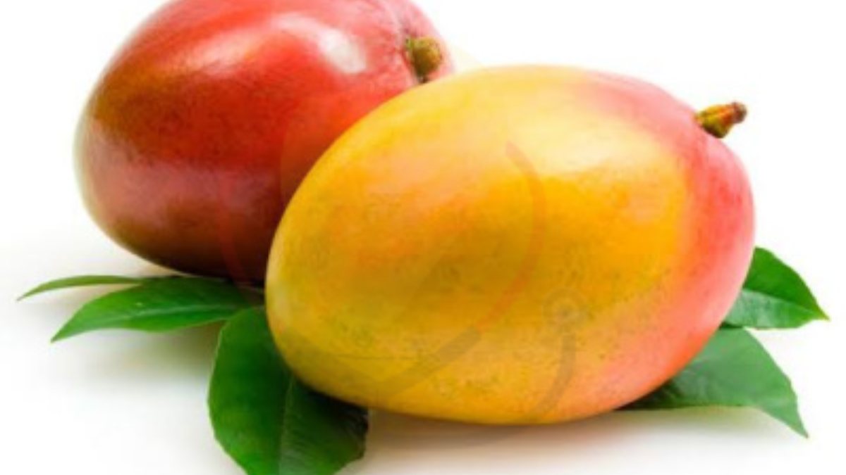 Image showing the kent Mango- variety of Mango