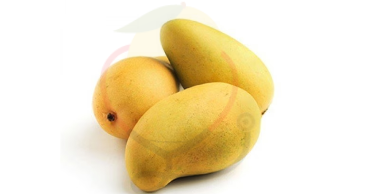 Image showing the Kilichundan Mango-A variety of Mango