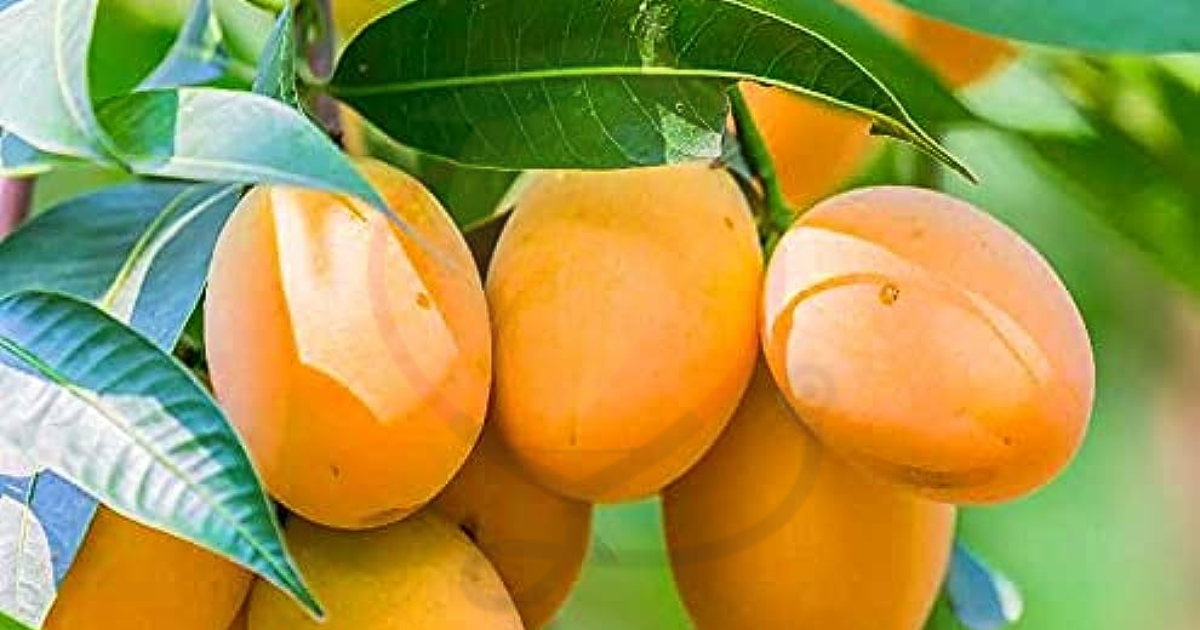 Image showing the Lakshmanbhog Mango- Variety of mango