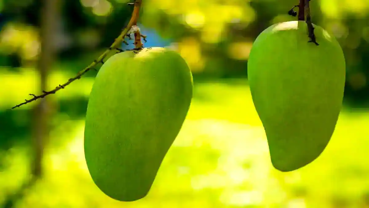 Image showing the Langra Mango-Variety of Mnago