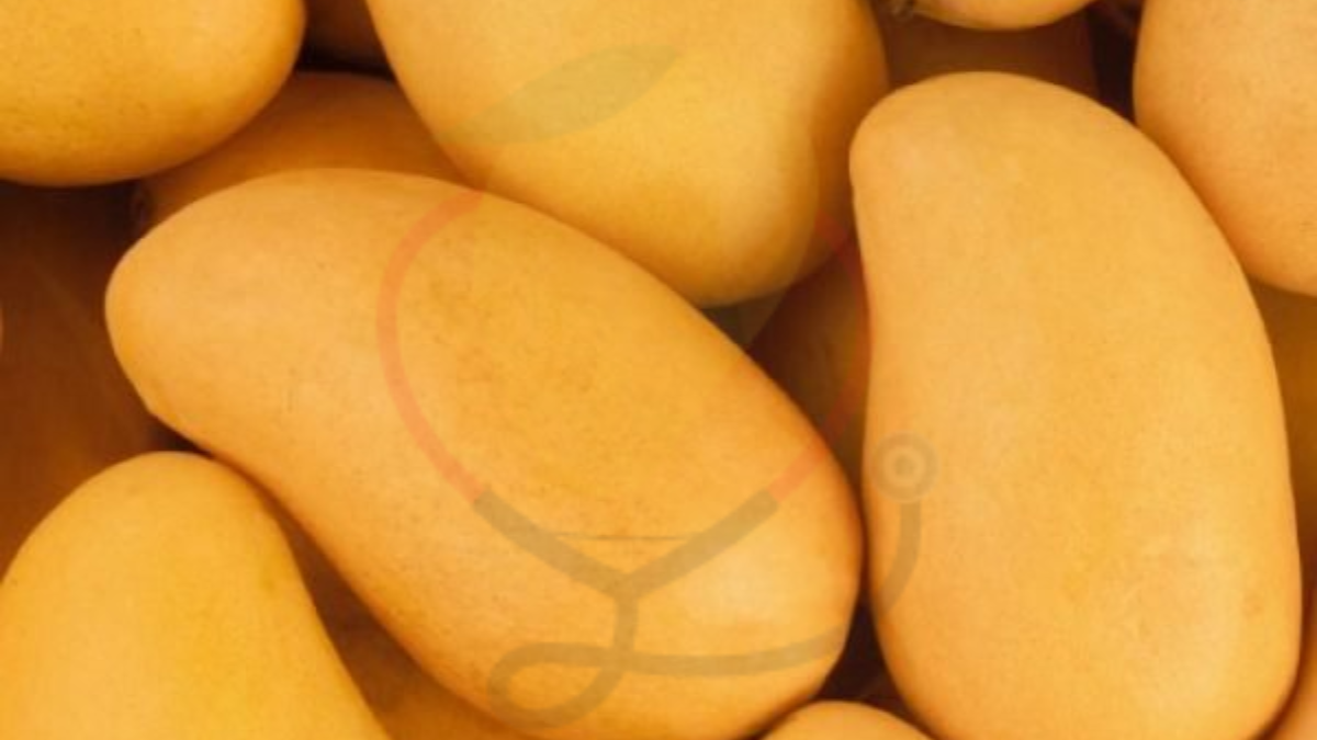 Image showing the white Chaunsa Mango 