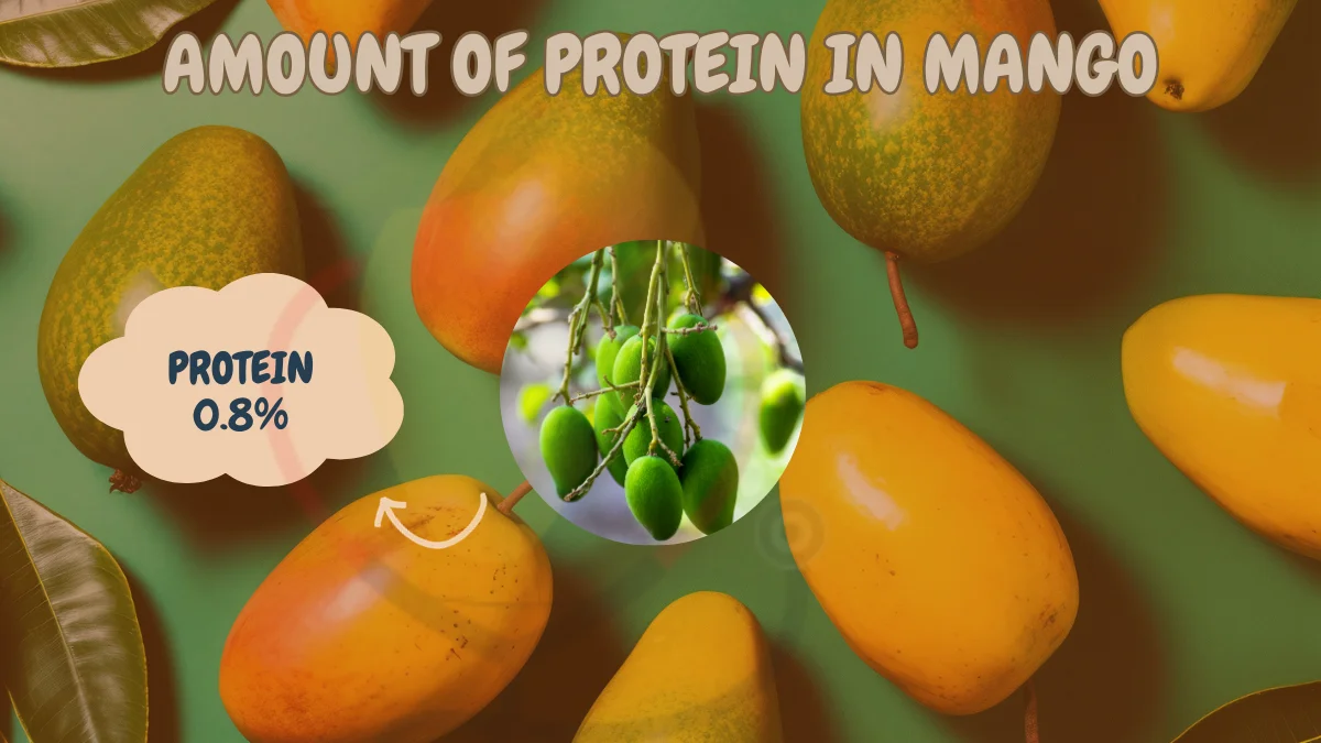 Image sowing the amount of protein in mango