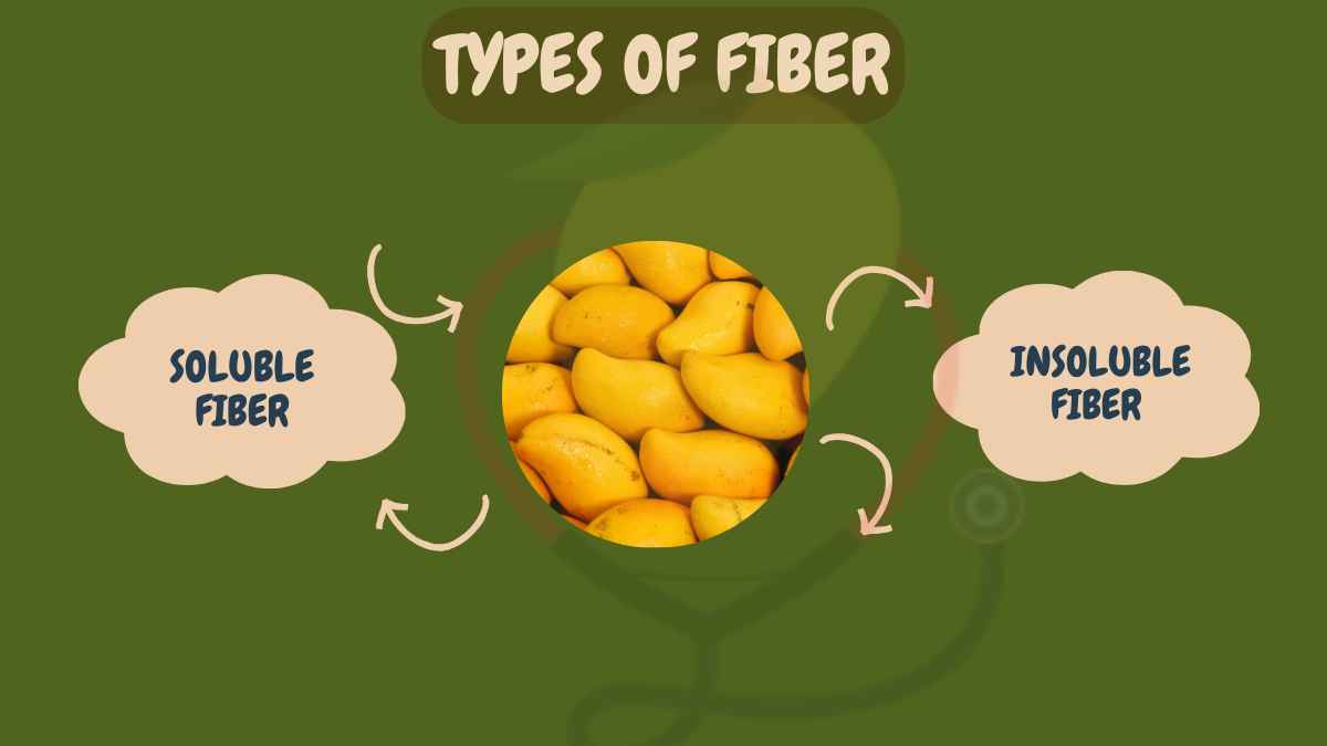 Image showing the Types of Fiber
