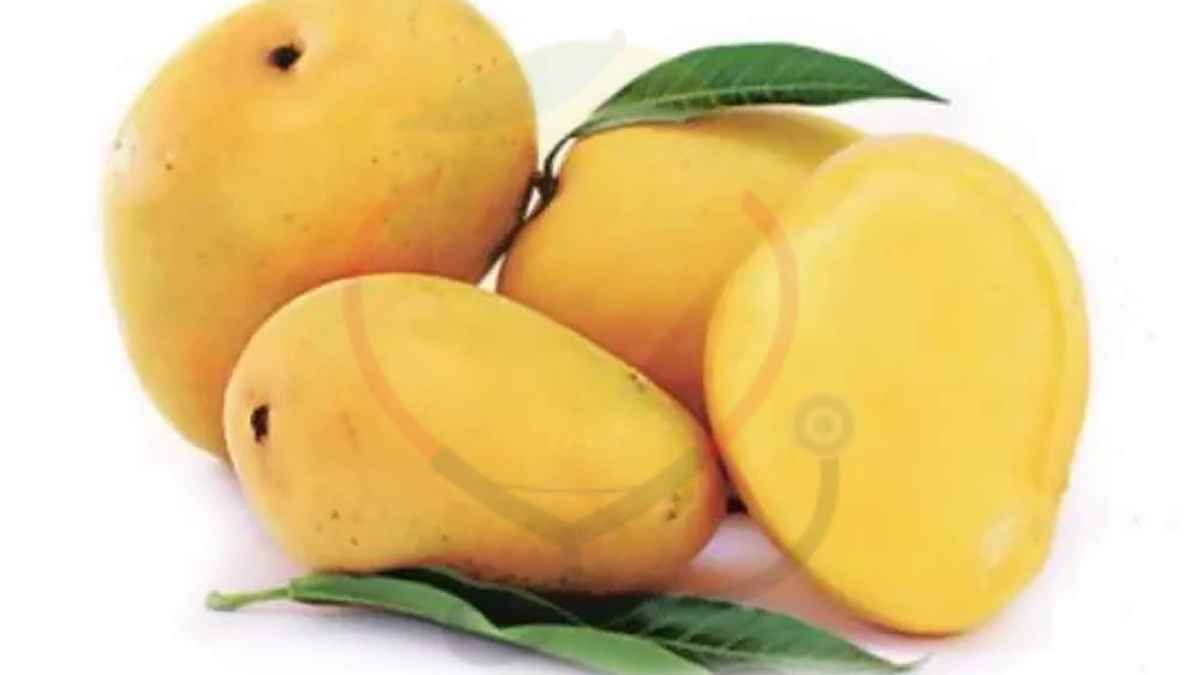 Image showing the Safeda mangoes