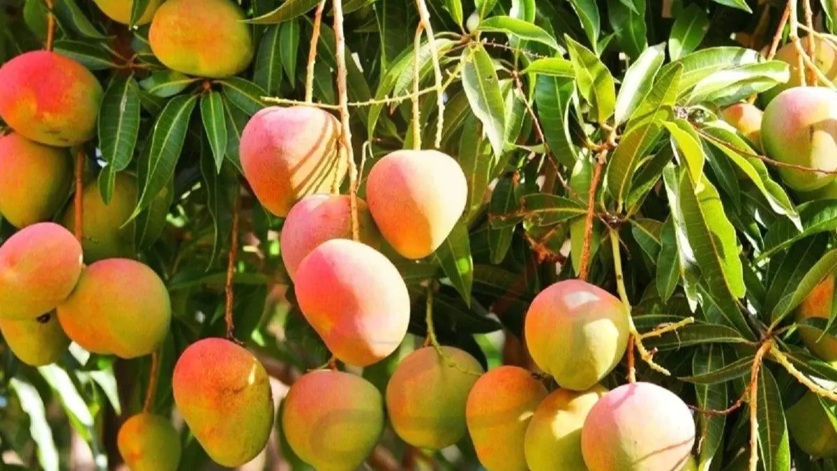 Image showing the Alphonso Mango