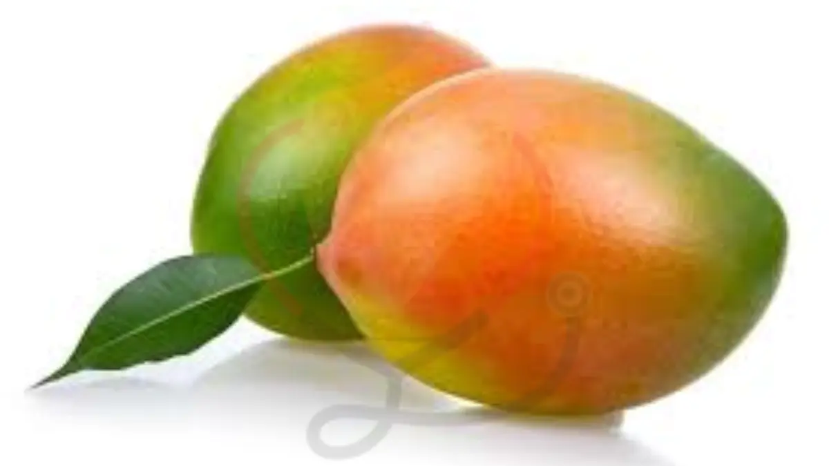 Image showing the Keitt mango