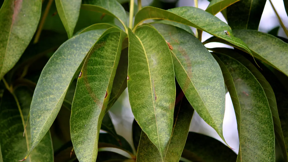 Image showing mango leaves