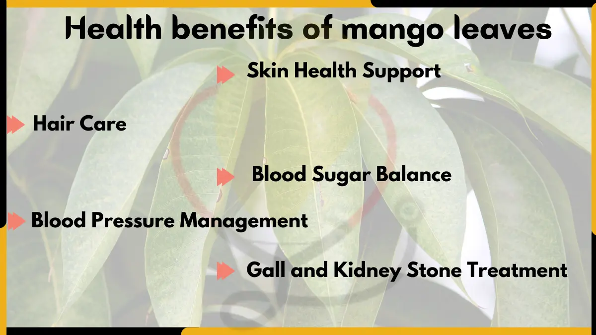 Image showing Health Benefits of mango leaves